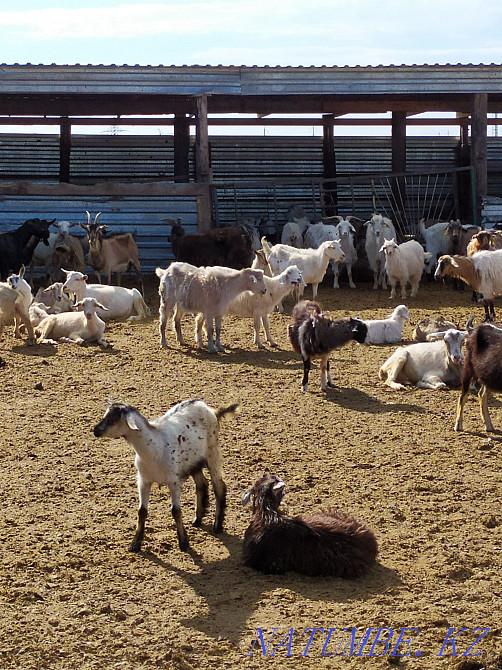 Оптом козы 30голов Астана - изображение 4