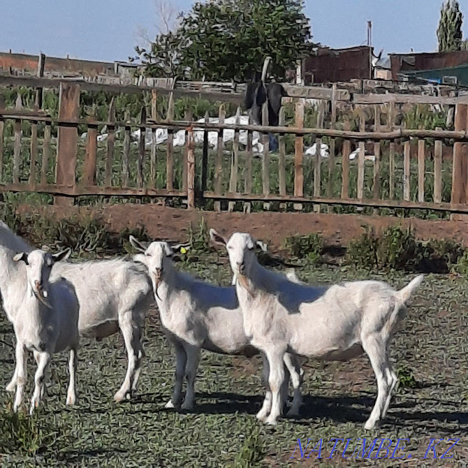 I WILL SELL GOATS for a tribe or I will exchange for a Sheep!!!  - photo 3