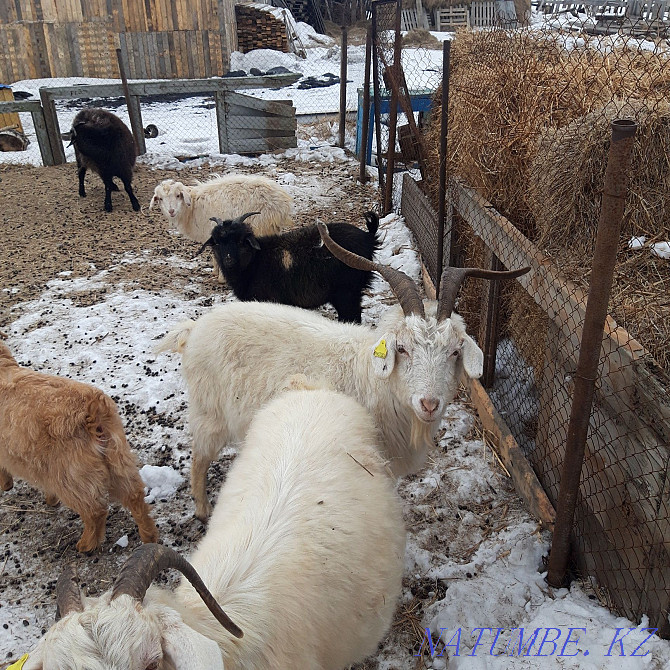 Продам коз или обменяю Степногорск - изображение 2