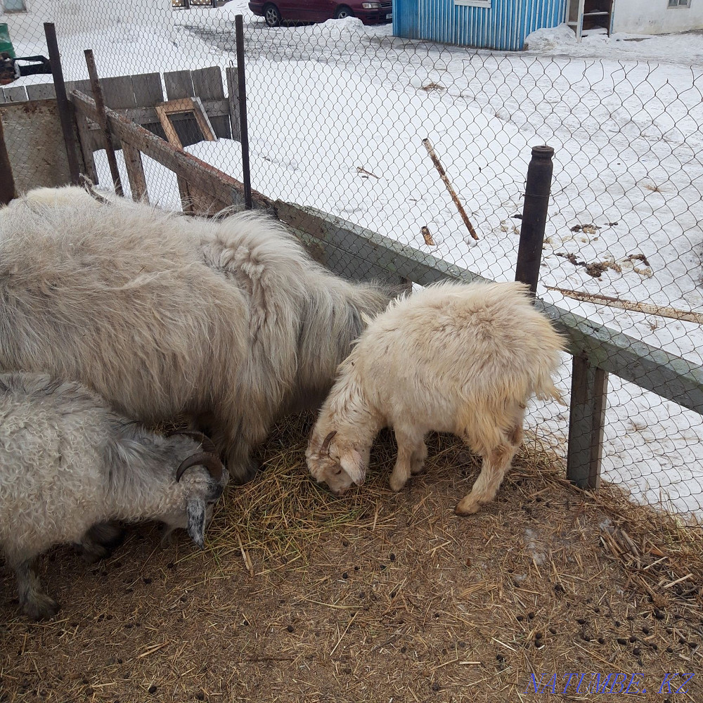 Goats for sale or trade Stepnogorskoye - photo 3