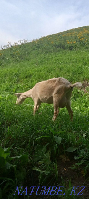 Сатуға арналған ешкі.  Алматы - изображение 1