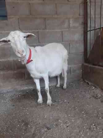 Продам зааненских коз Qaskeleng