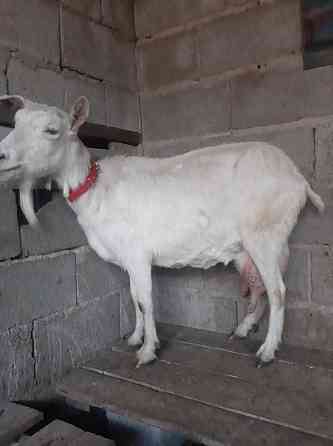 Продам зааненских коз Qaskeleng