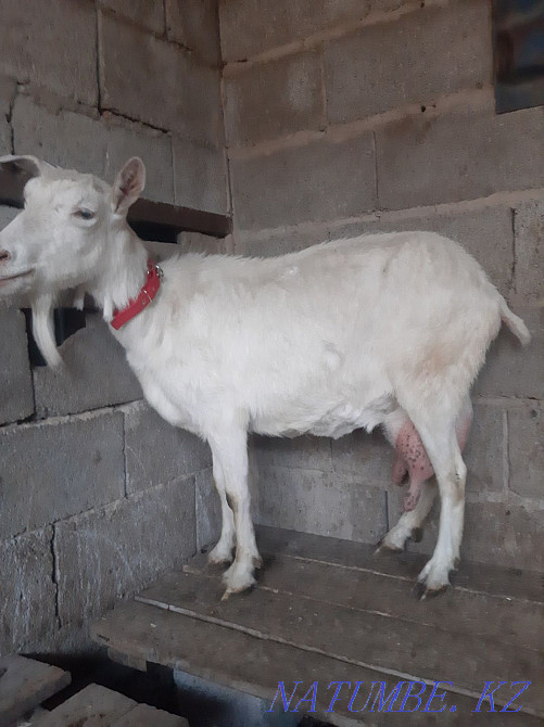 Продам зааненских коз Каскелен - изображение 1