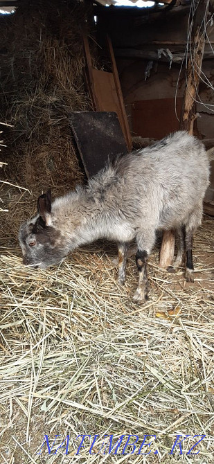 Sell milk goat  - photo 3