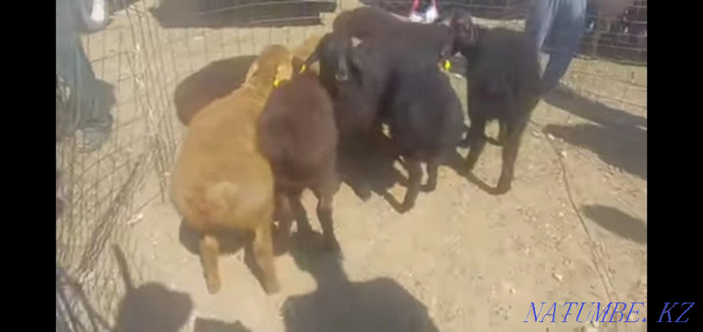 Koi goats saulyk ram  - photo 1