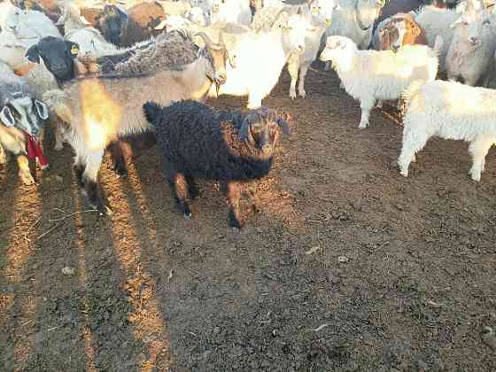 Продам коз с козлятами и баранов Karagandy