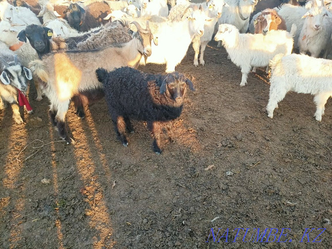 Продам коз с козлятами и баранов Караганда - изображение 3