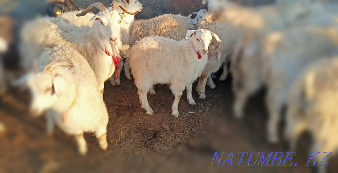 Продам коз с козлятами и баранов Караганда - изображение 1