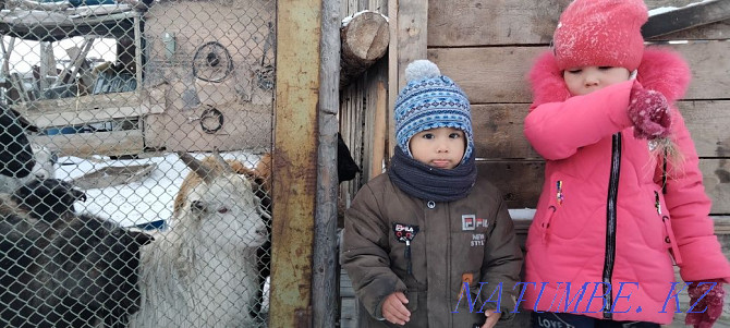 Eshki women, goat wool Pavlodar - photo 1