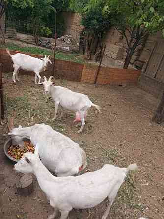 Козы молочные и козлята Shymkent
