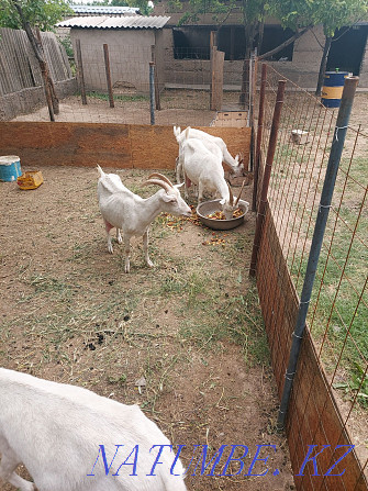 Dairy goats and kids Shymkent - photo 1