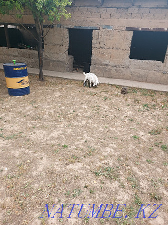 Козы молочные и козлята Шымкент - изображение 4