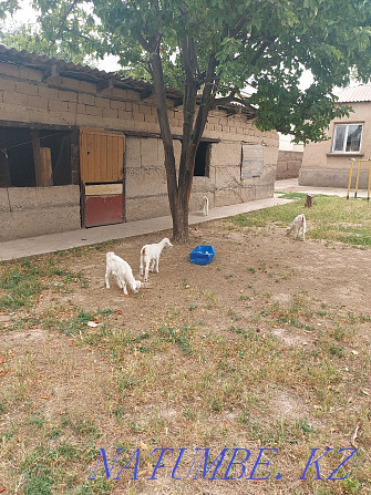 Dairy goats and kids Shymkent - photo 2