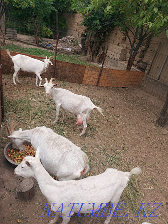 Козы молочные и козлята Шымкент - изображение 3