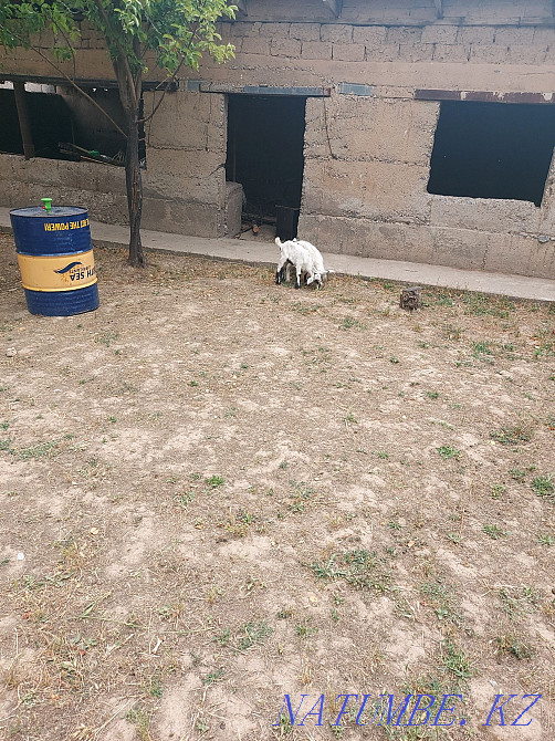 Козы молочные и козлята Шымкент - изображение 4