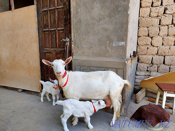 Taza Zanen Sauyndy Egyz Urgashy lagymen eshki goat goat Eshky Shymkent - photo 1