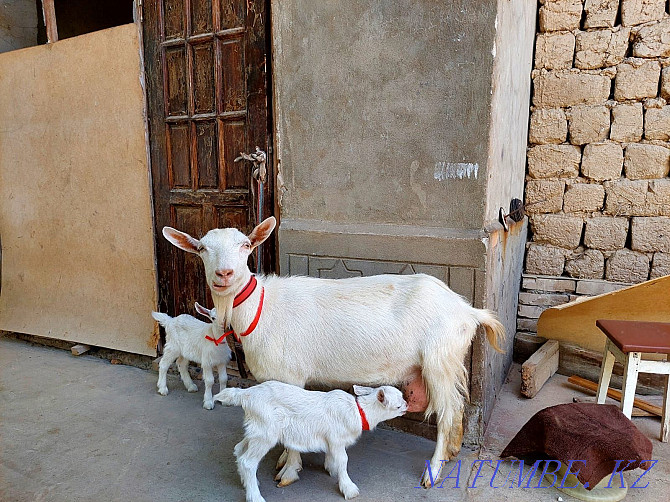 Taza Zanen Sauyndy Egyz Urgashy lagymen eshki goat goat Eshky Shymkent - photo 4