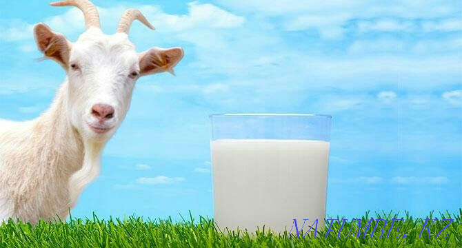 Sell goat milk Ust-Kamenogorsk - photo 1