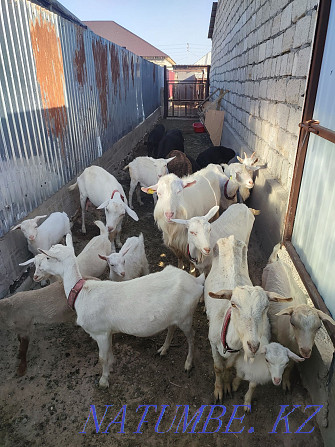Asyl tukymdy Zaanen sutti eshkisi lactari Hissar breed koilar goats Балыкши - photo 1
