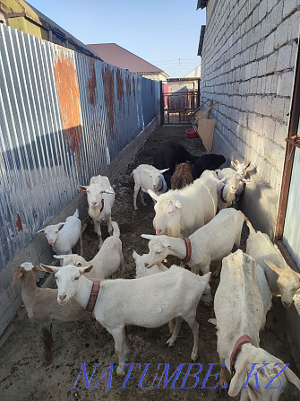 Asyl tukymdy Zaanen sutti eshkisi lactari Hissar breed koilar goats Балыкши - photo 3