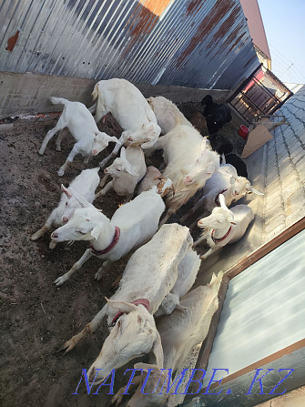 Asyl tukymdy Zaanen sutti eshkisi lactari Hissar breed koilar goats Балыкши - photo 2