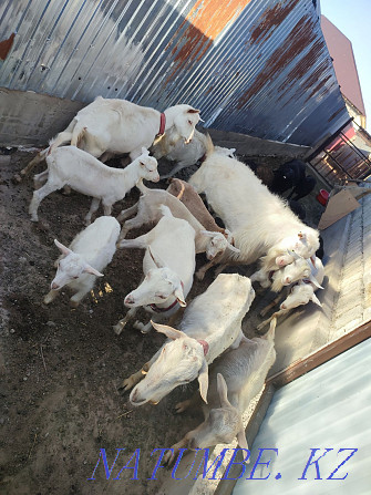 Asyl tukymdy Zaanen sutti eshkisi lactari Hissar breed koilar goats Балыкши - photo 4