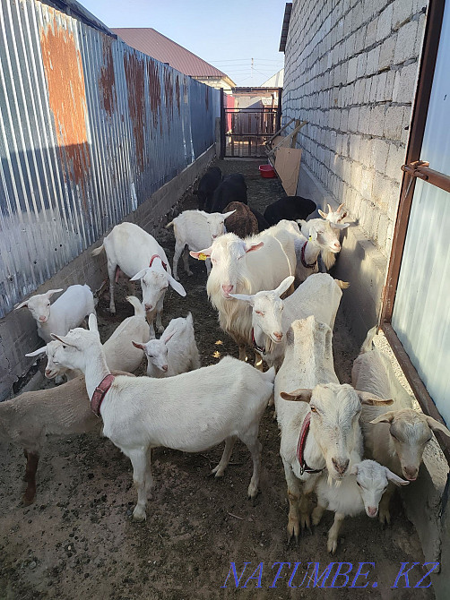 Асыл тукымды Заанен сутти ешкиси лактары Гиссарский порода коилар козы Балыкши - изображение 1