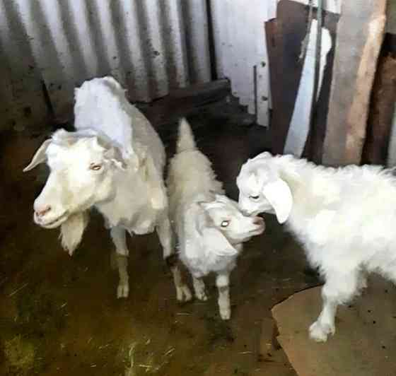Срочно продам козу заненский породы  Талдықорған