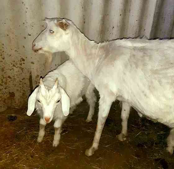 Срочно продам козу заненский породы Талдыкорган