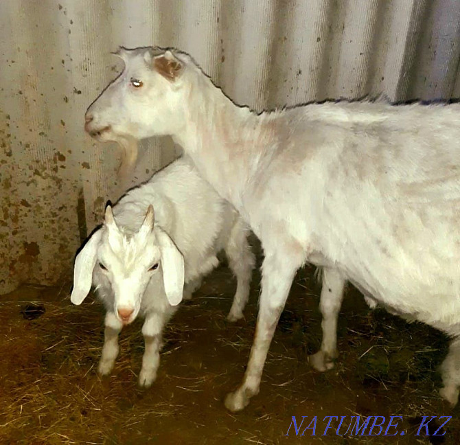 Срочно продам козу заненский породы Талдыкорган - изображение 2