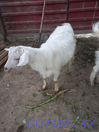 Goats for sale, we will agree  - photo 4