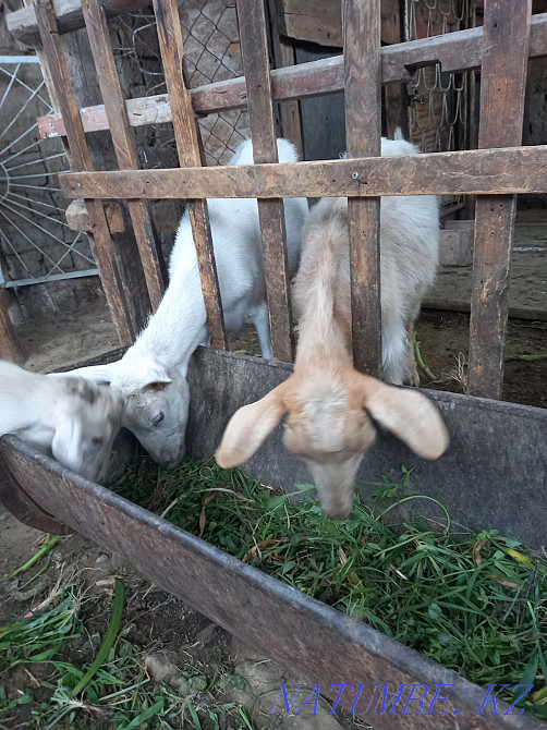 Goats for sale, we will agree  - photo 2