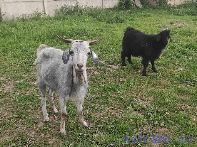 Goat with kid Esik - photo 3