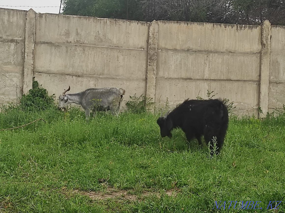 Goat with kid Esik - photo 4