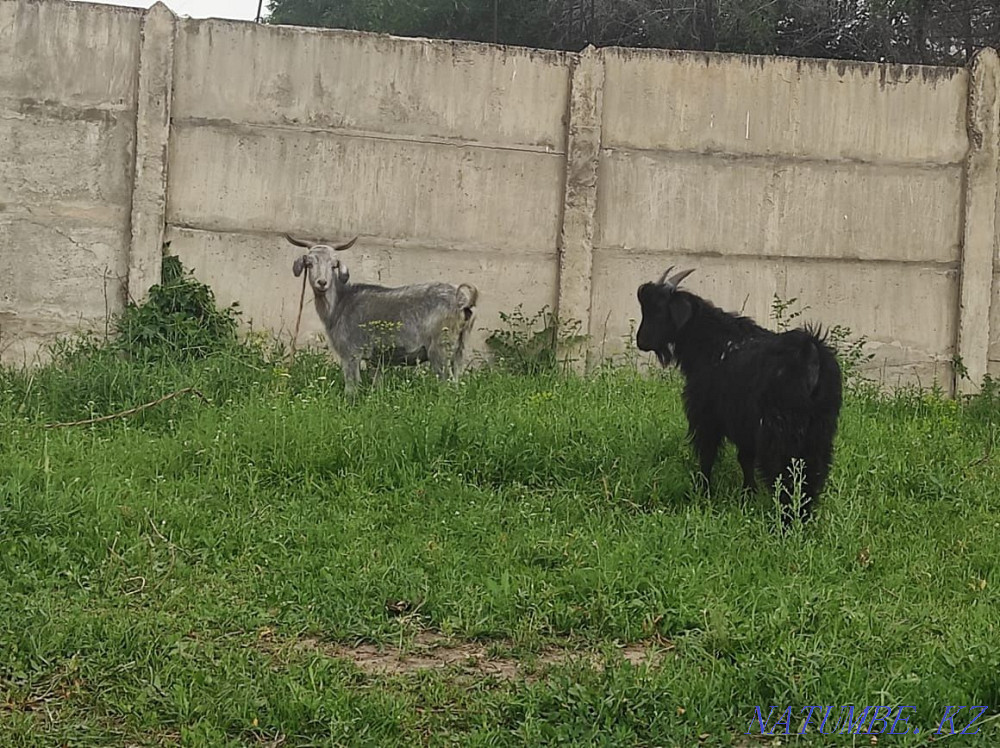 Goat with kid Esik - photo 1