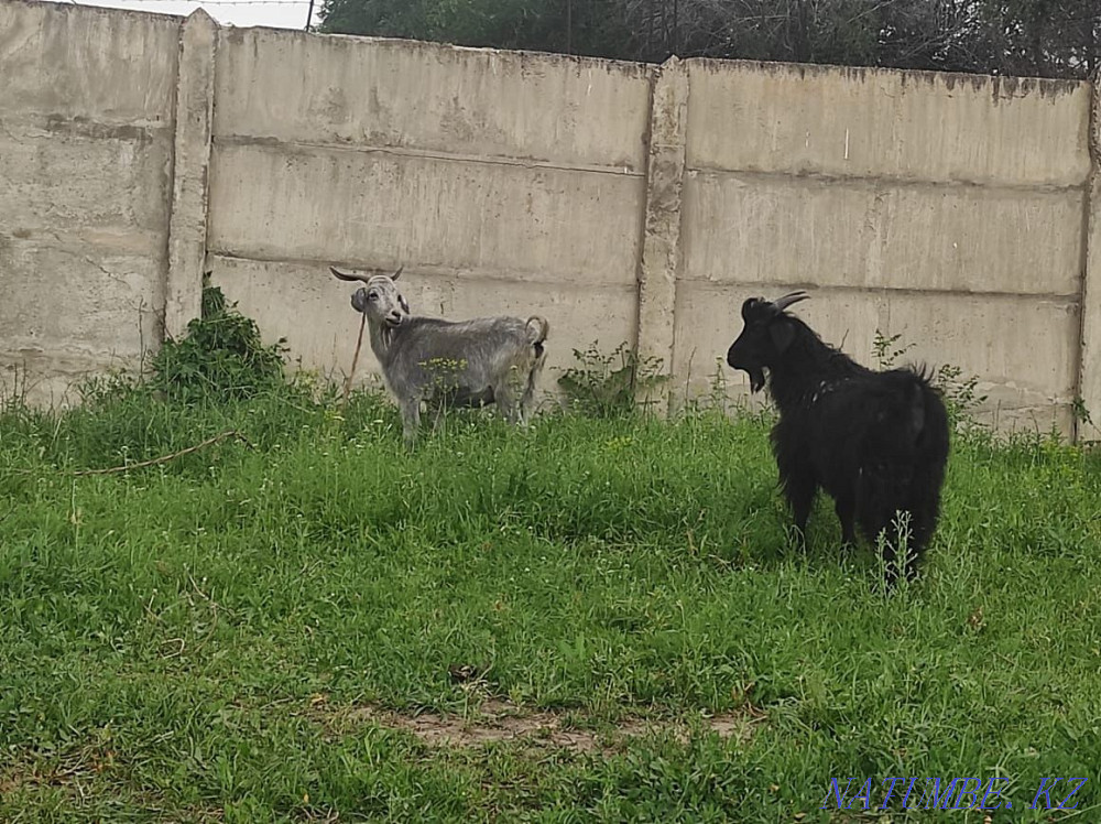 Goat with kid Esik - photo 2