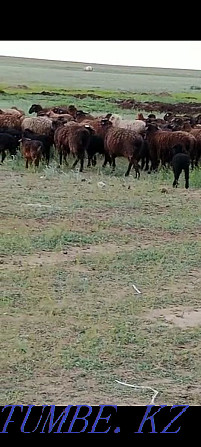 Koi goats brand zhas koidar edilbay 260 koi 170 goats Aqtobe - photo 3