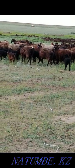 Кой козы марка жас койдар едилбай 260 кой 170 козы Актобе - изображение 3