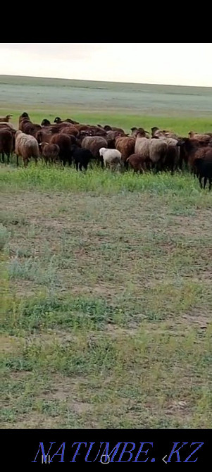 Кой козы марка жас койдар едилбай 260 кой 170 козы Актобе - изображение 1