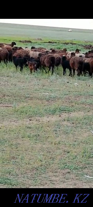 Кой козы марка жас койдар едилбай 260 кой 170 козы Актобе - изображение 2