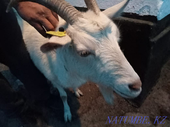 Продам коз дойной породы  - изображение 2