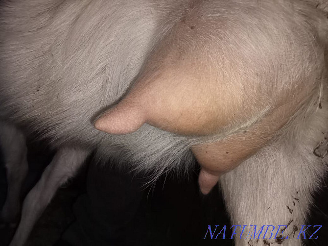 Продам коз дойной породы  - изображение 3