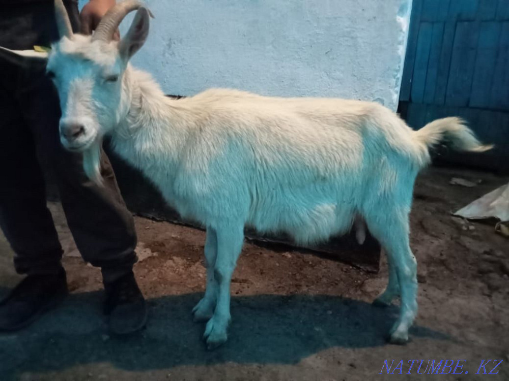 Сүтті ешкі сатамыз  - изображение 1