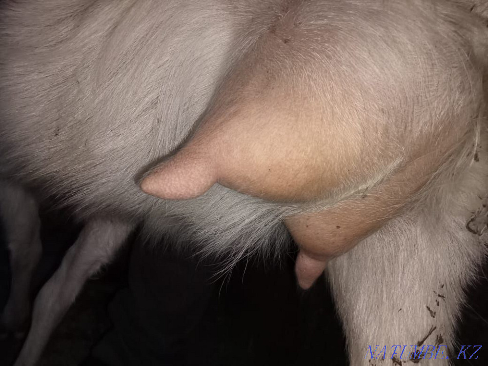 Сүтті ешкі сатамыз  - изображение 3