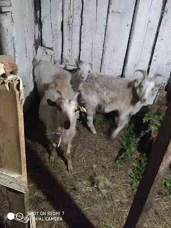 Корова, телёнок, три козы Кокпекты