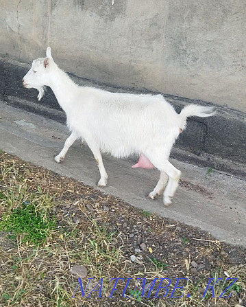 Продам дойную козу,срочно Сарыагаш - изображение 3