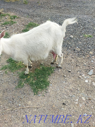 Продам дойную козу,срочно Сарыагаш - изображение 2