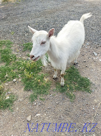 Продам дойную козу,срочно Сарыагаш - изображение 1