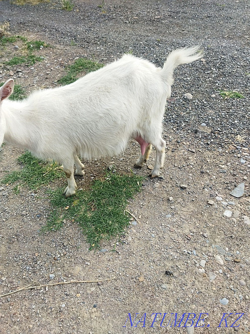 I will sell a milk goat, urgently Saryaghash - photo 2